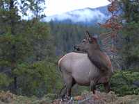 Elk female Jasper 2021